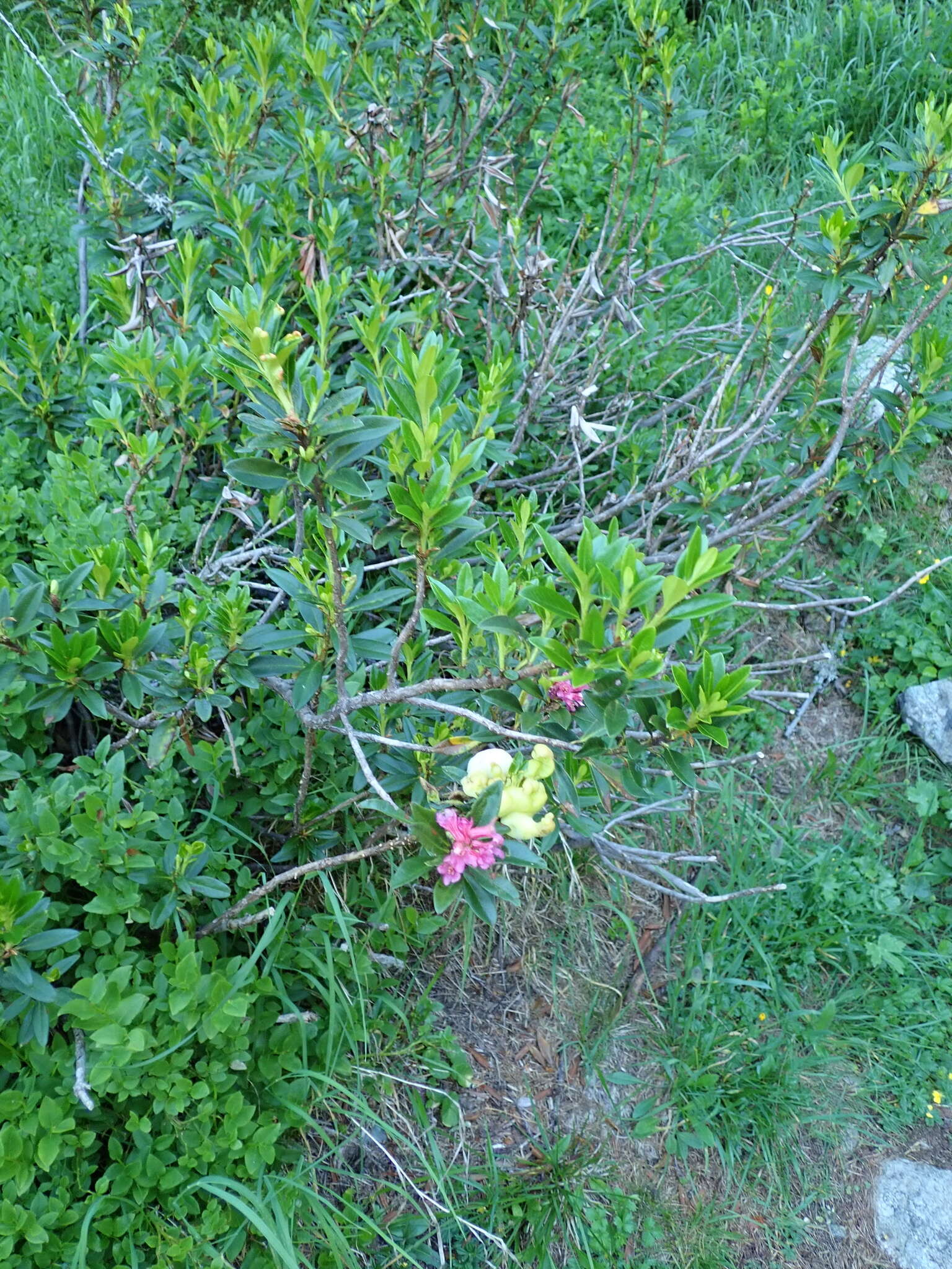 Exobasidium rhododendri (Fuckel) C. E. Cramer 1874 resmi