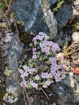 Image of Androsace alpina (L.) Lam.