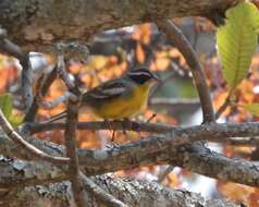 Слика од Emberiza cabanisi (Reichenow 1875)