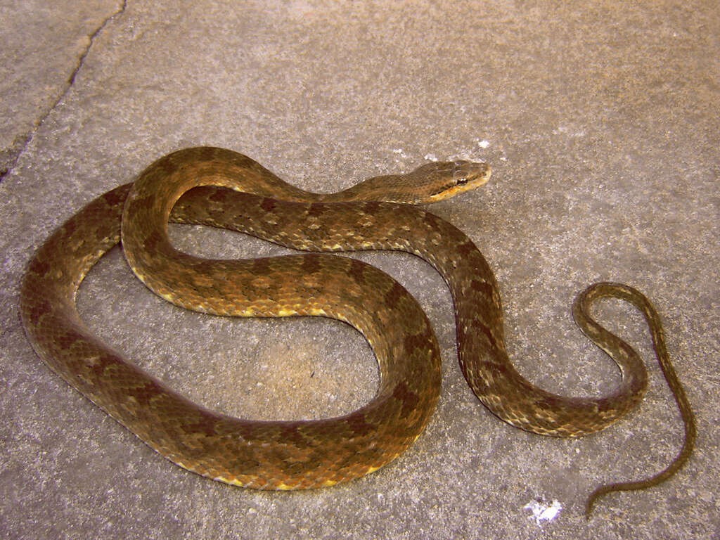 Image de Tropidodryas striaticeps (Cope 1870)