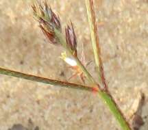 Image of Indigofera charlieriana var. charlieriana