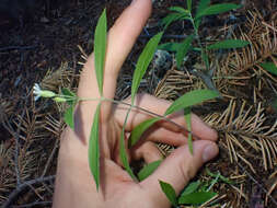 Image of Menzies' campion