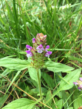 Image of lance selfheal