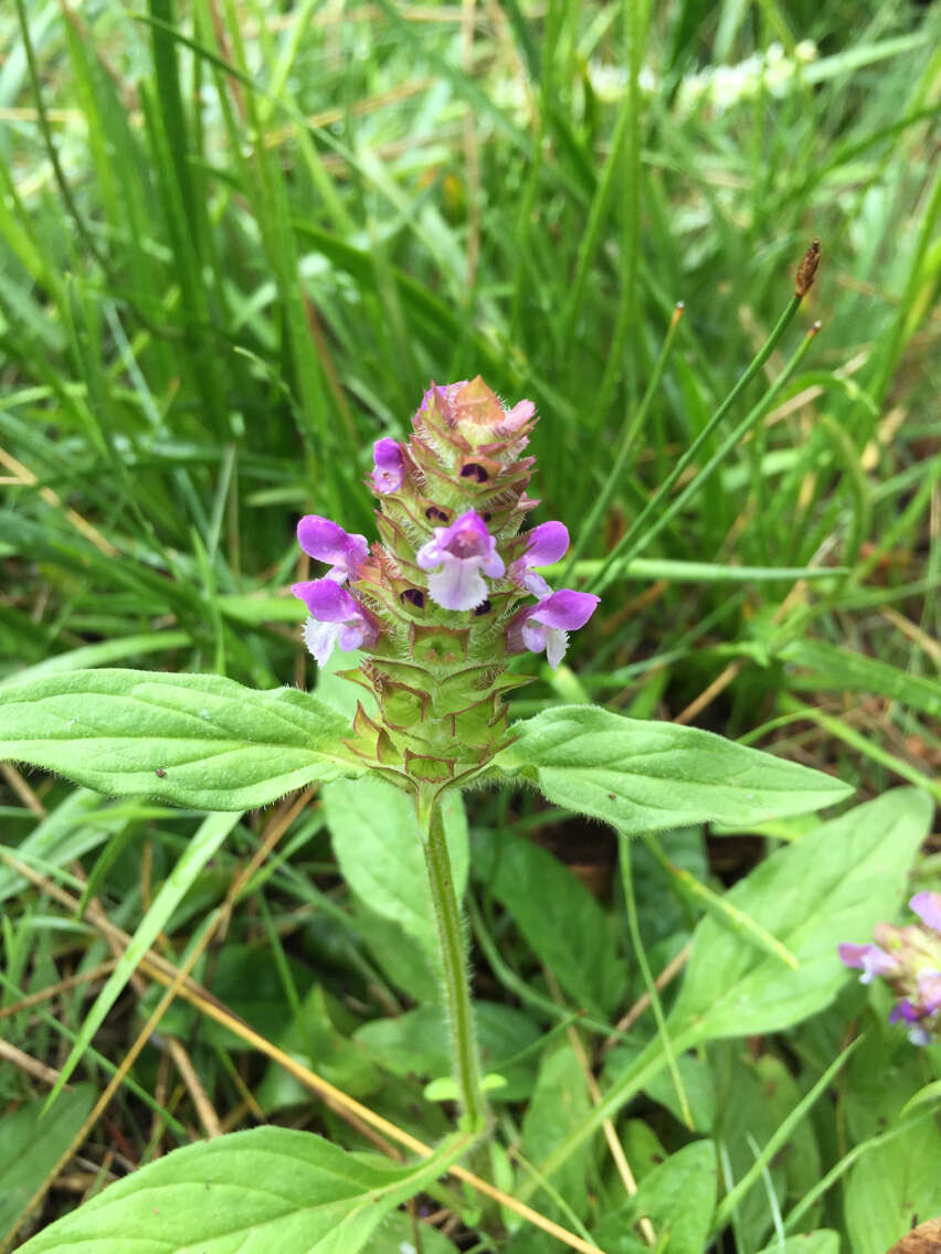 صورة Prunella vulgaris subsp. lanceolata (W. P. C. Barton) Piper & Beattie