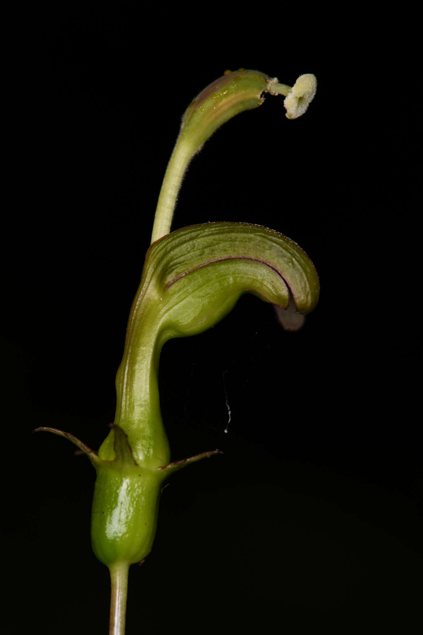 Image of Burmeistera vulgaris E. Wimm.