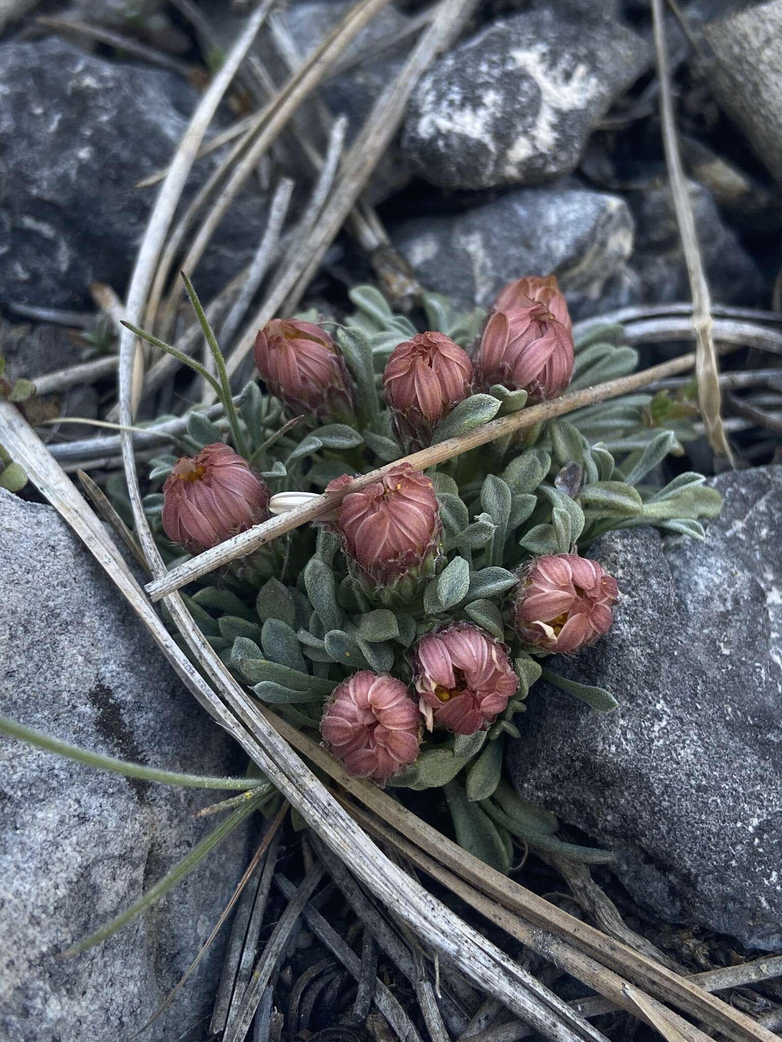 Image of Jones' Townsend daisy