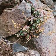 Image of cutleaf beardtongue