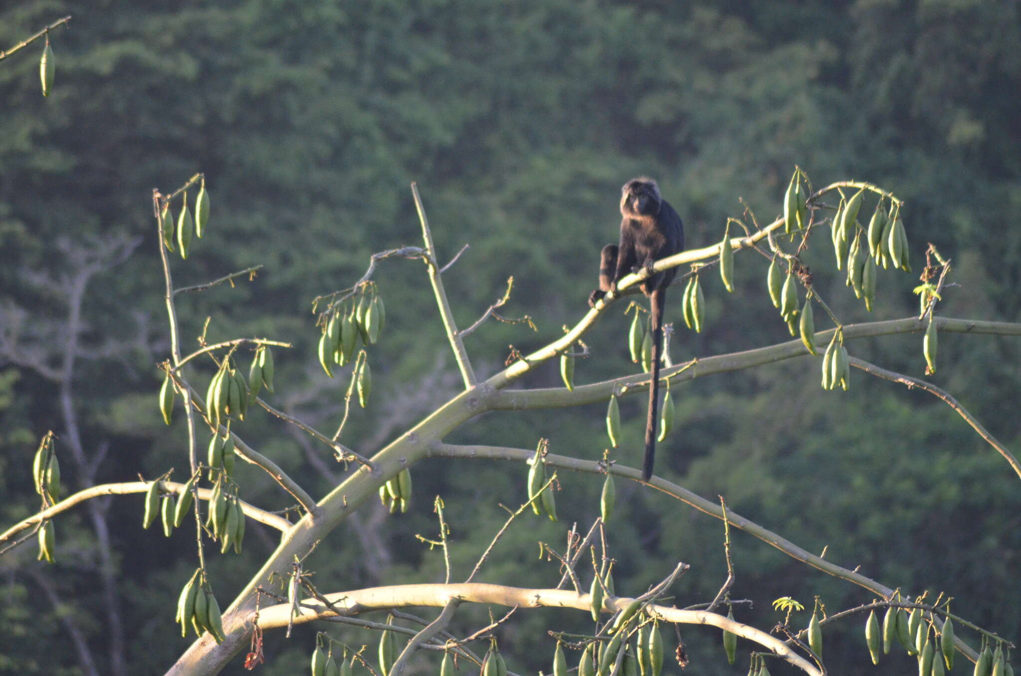 صورة Trachypithecus auratus (É. Geoffroy Saint-Hilaire 1812)