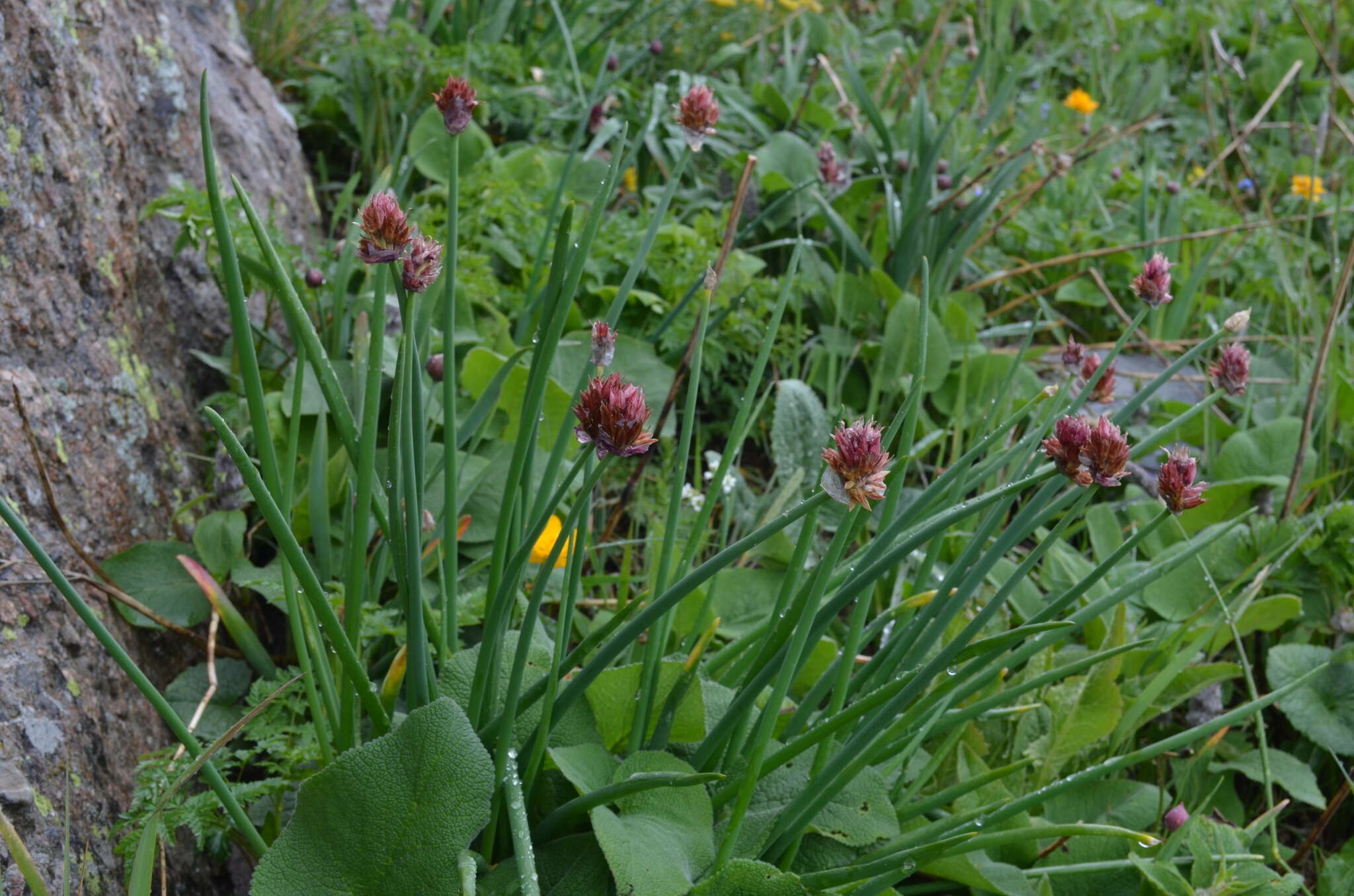 Image of Allium atrosanguineum Schrenk