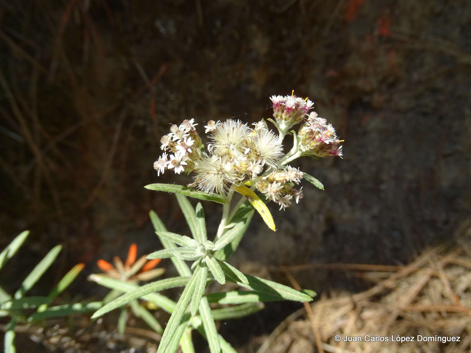 Plancia ëd Chionolaena salicifolia (Bertol.) G. L. Nesom