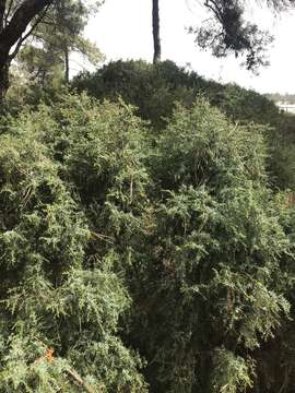 Image de Juniperus oxycedrus subsp. transtagana Franco