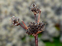 Image of Luzula crinita var. petrieana