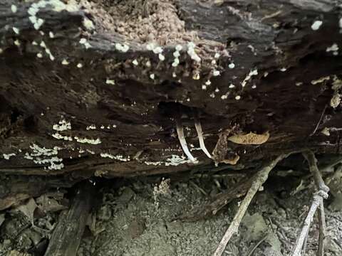 Image of Ophiocordyceps smithii (Mains) G. H. Sung, J. M. Sung, Hywel-Jones & Spatafora 2007