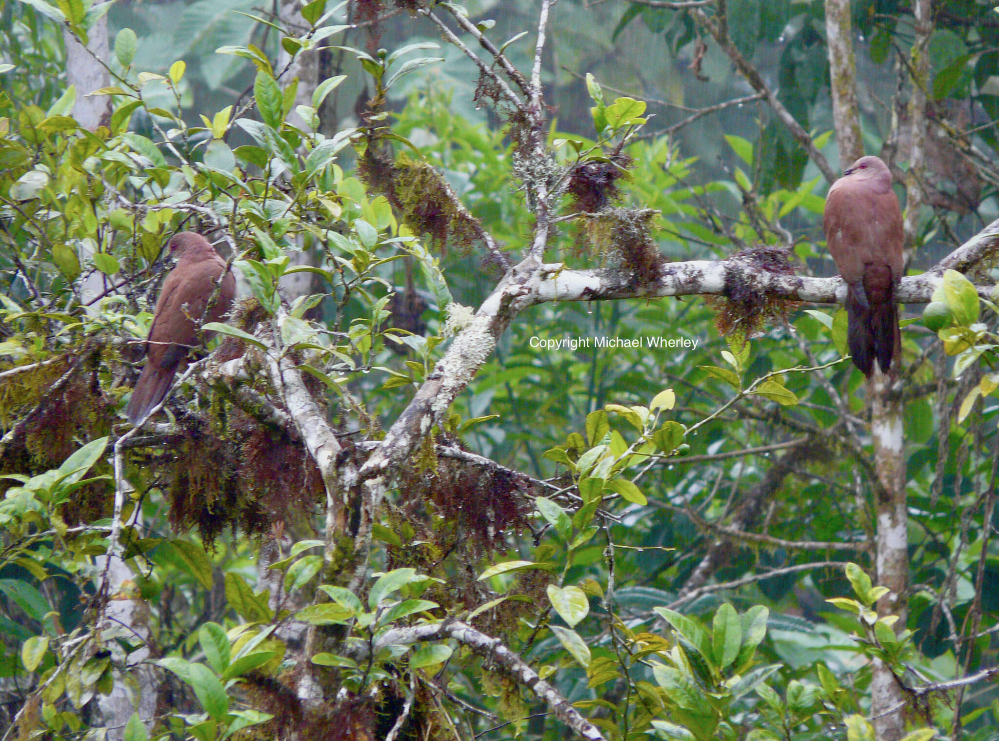 Image of Ruddy Pigeon