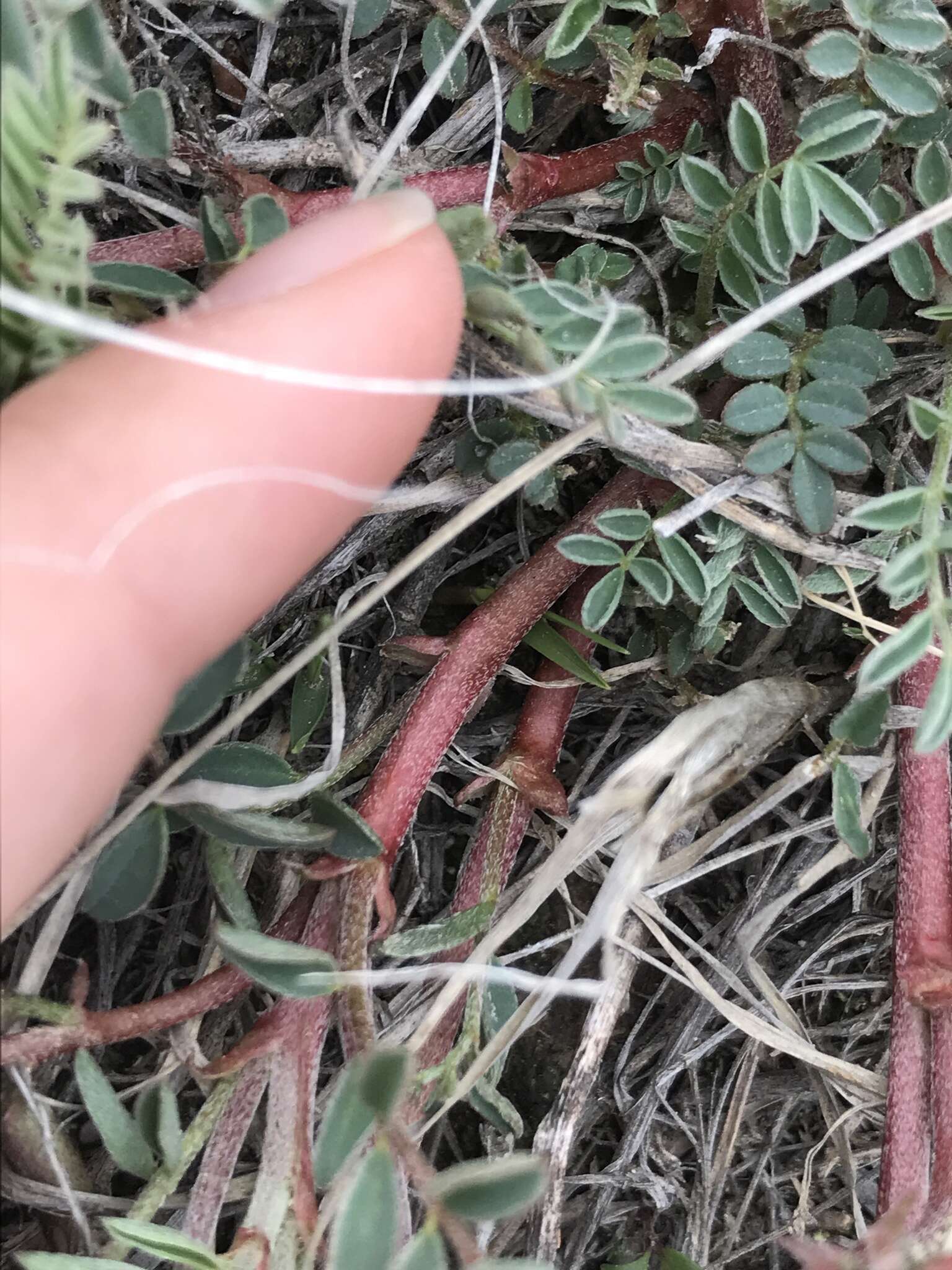 Sivun Astragalus crassicarpus var. paysonii (E. H. Kelso) Barneby kuva