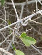 Image of African paddle-pod