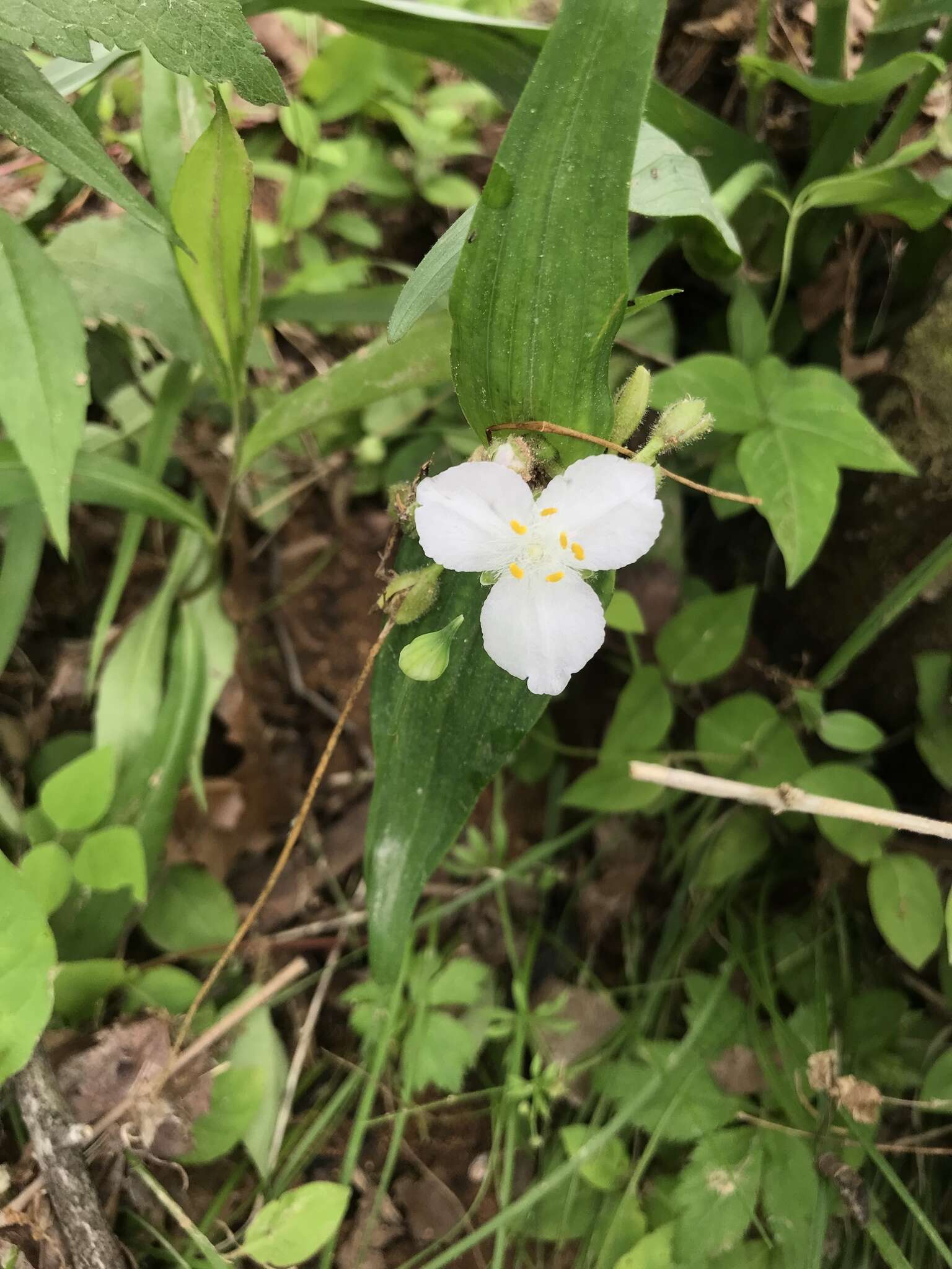 Tradescantia ozarkana E. S. Anderson & Woodson的圖片