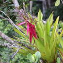 Image of Aechmea nallyi L. B. Sm.