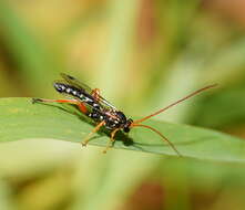 Sivun Echthromorpha intricatoria (Fabricius 1804) kuva