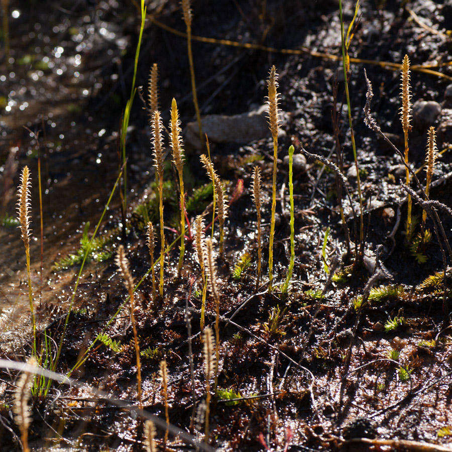 Imagem de Pseudolycopodiella caroliniana (L.) Holub