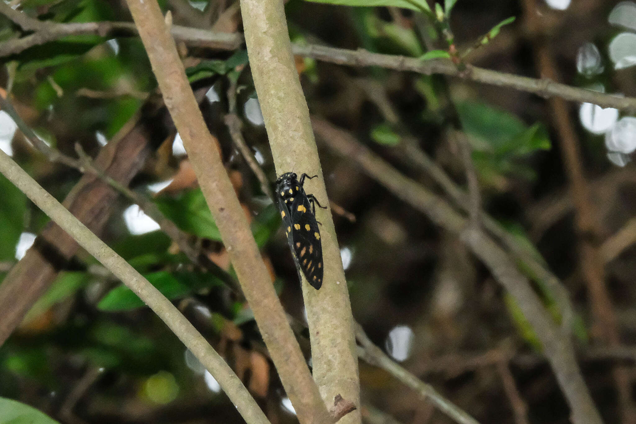 Image of Gaeana maculata (Drury 1773)