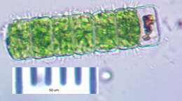 Image of Hyalotheca Ehrenberg ex Ralfs 1848