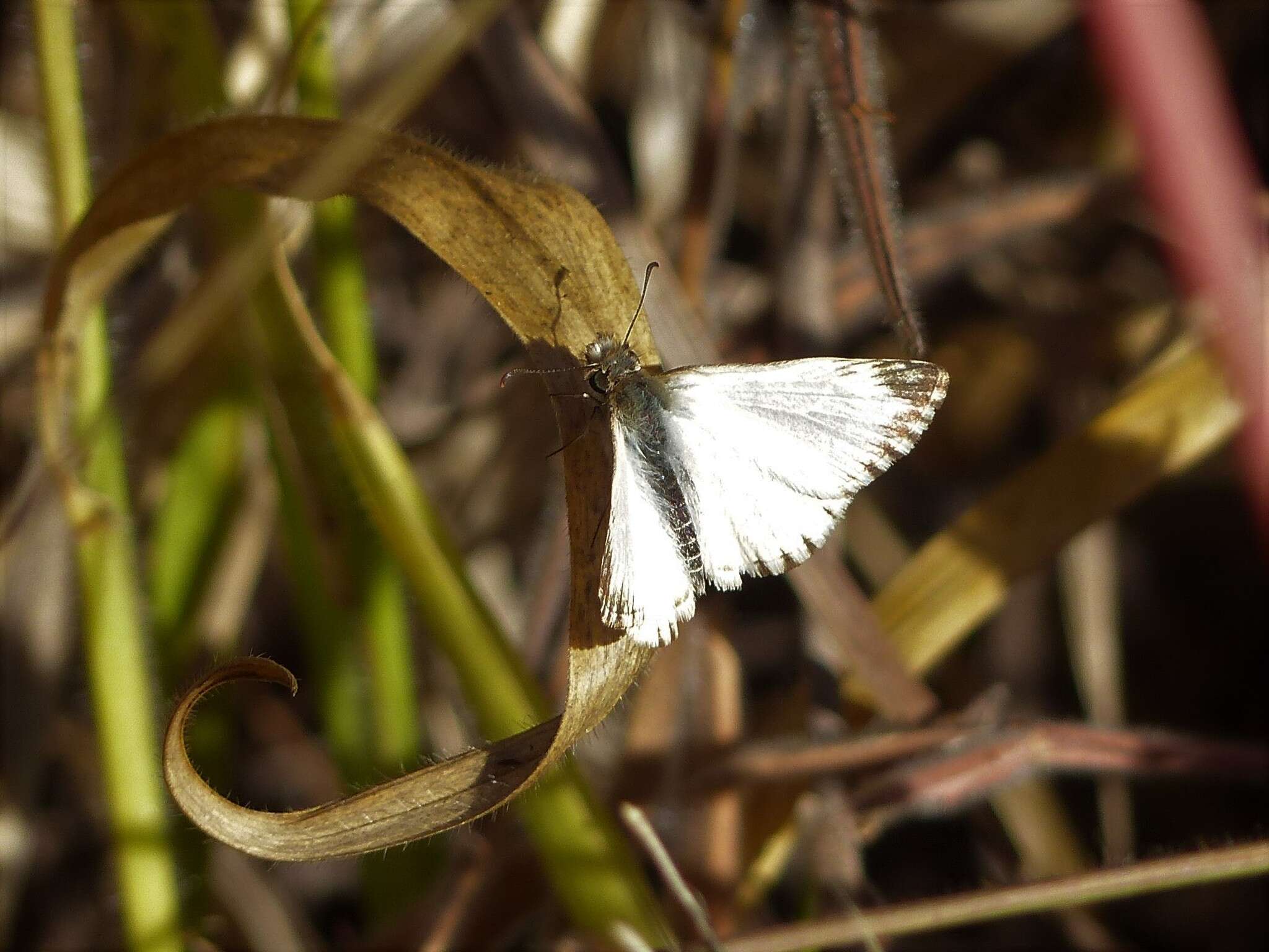 Image of Heliopetes macaira orbigera Mabille 1888