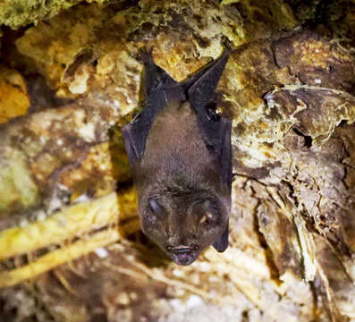 Image of Benito Leaf-nosed Bat