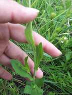 Image of Erigeron longipes DC.