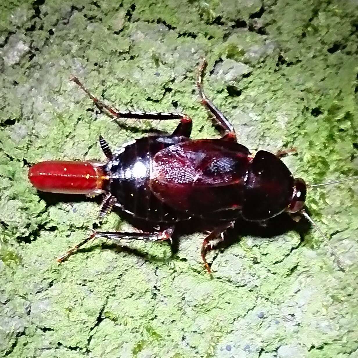 Image of Yamato Cockroach