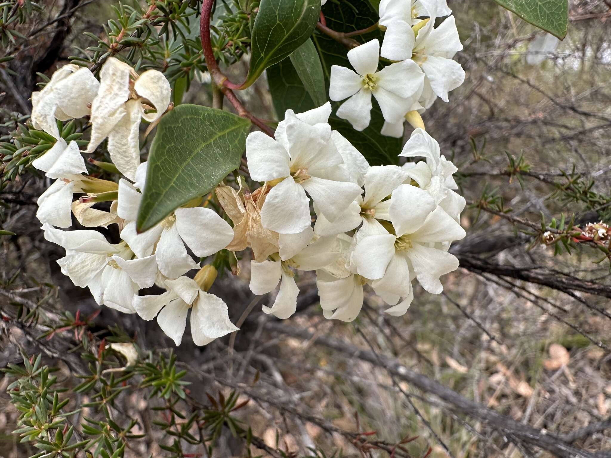 Image of Marianthus floribundus Putterl.