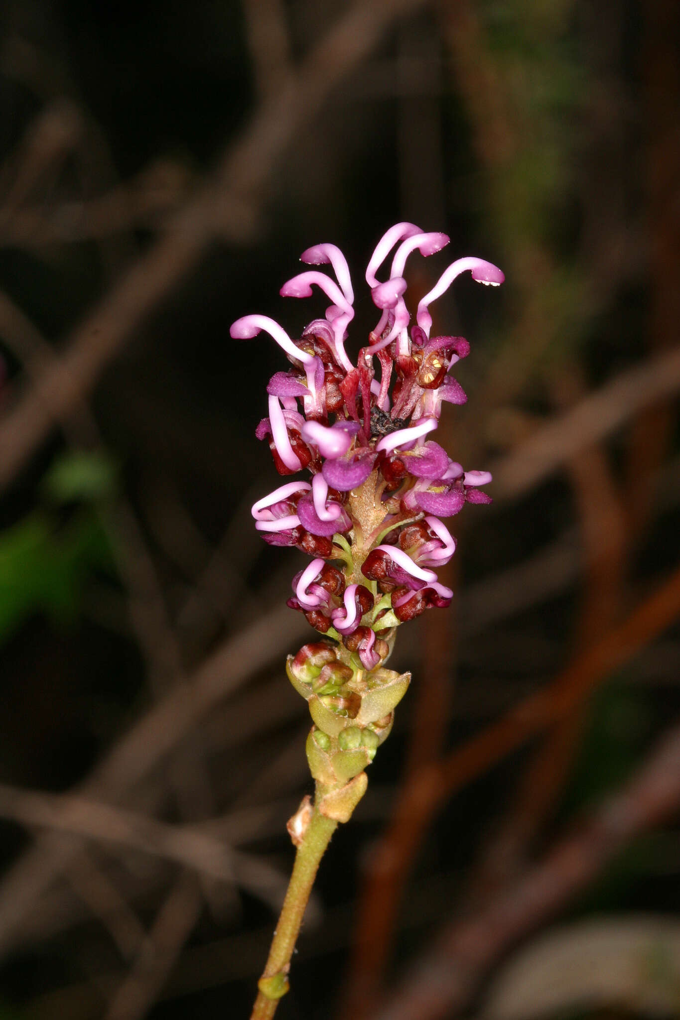 Image of Grevillea quercifolia R. Br.