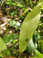 Image of Litsea australis B. P. M. Hyland