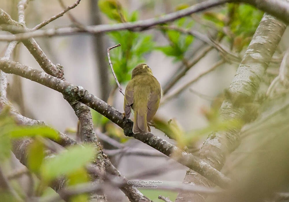 Plancia ëd Phylloscopus examinandus Stresemann 1913