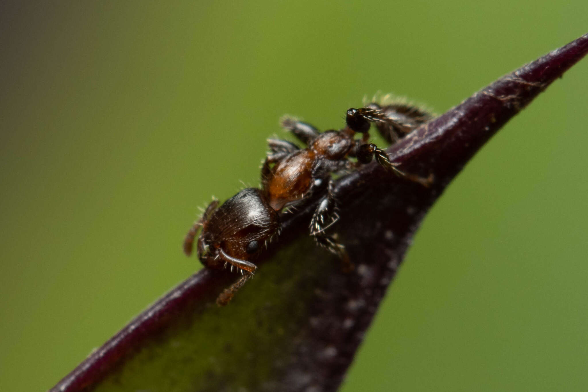 Image de Podomyrma elongata Forel 1895