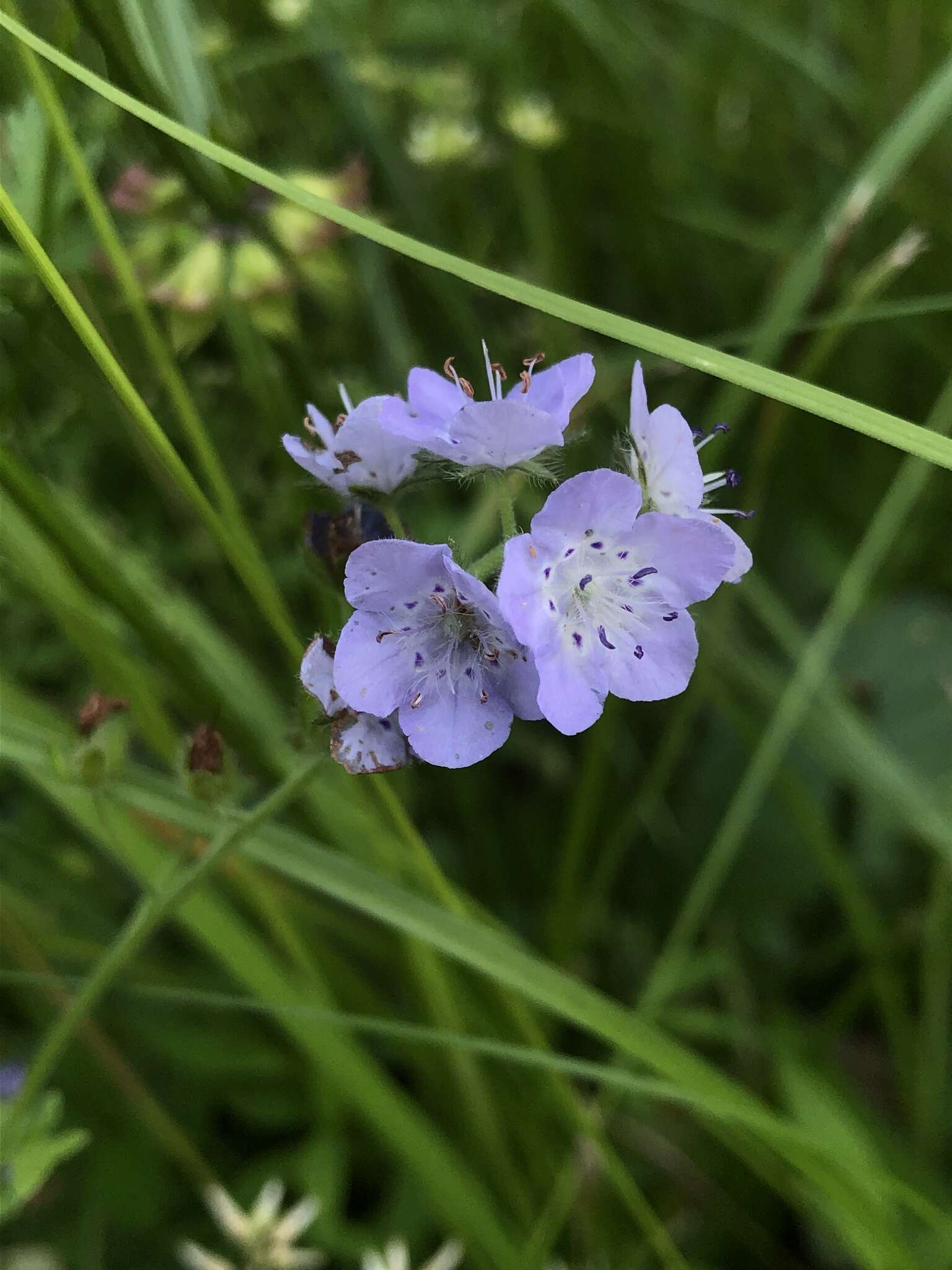 Sivun Phacelia hirsuta Nutt. kuva