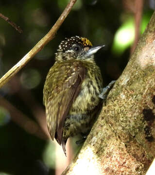 Image of Bar-breasted Piculet