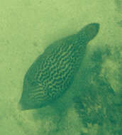 Image of Fantail filefish