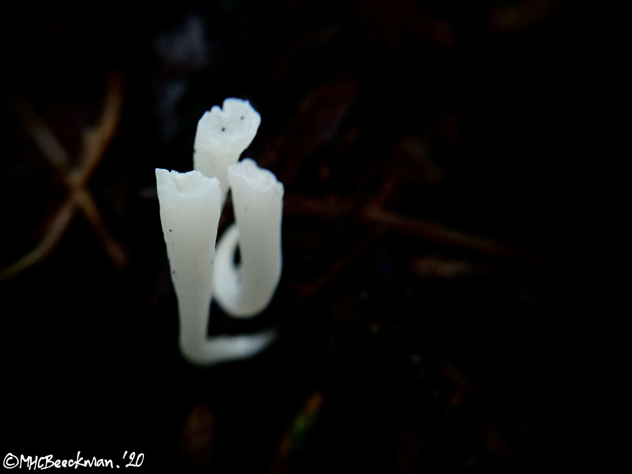 Image of Clavicorona taxophila (Thom) Doty 1947