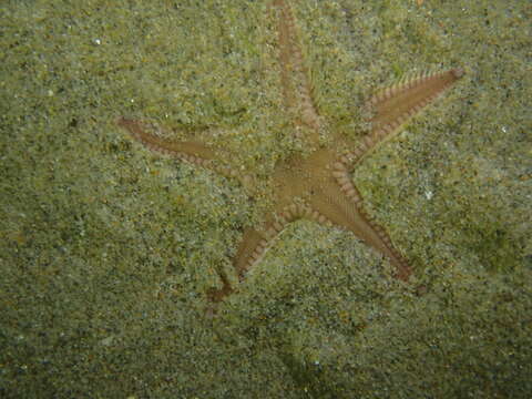 Image of Sand star