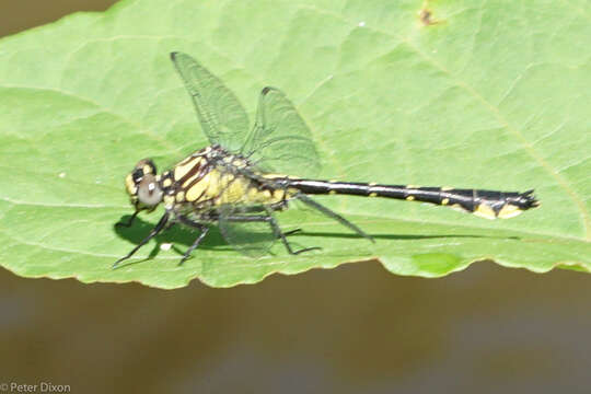 Image of Hylogomphus viridifrons (Hine 1901)