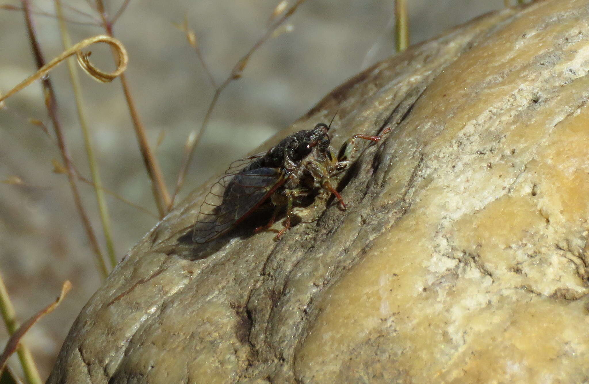 Image of Campbell’s cicada