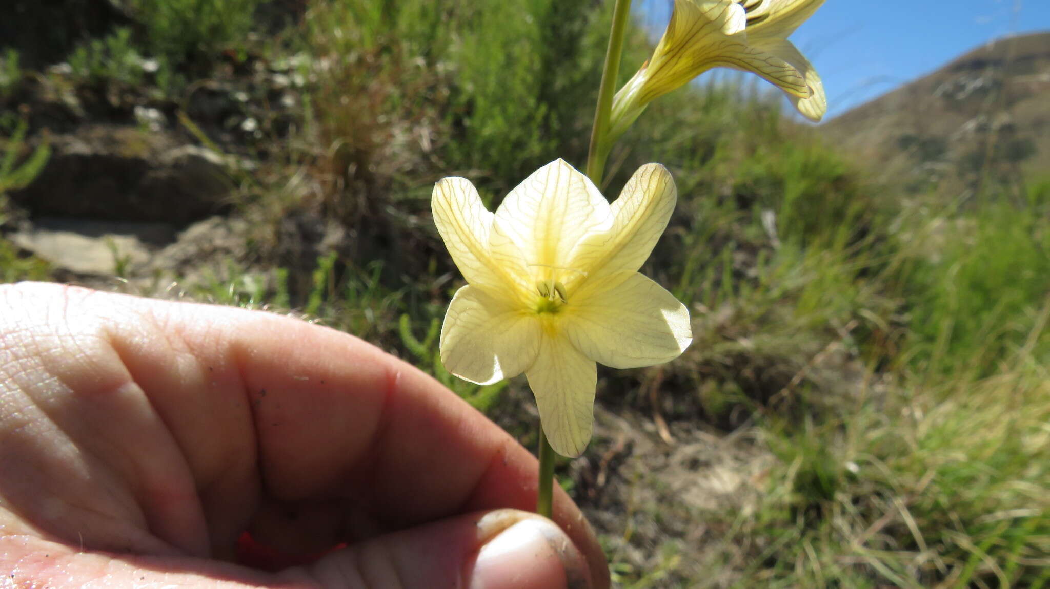 Image of Tritonia gladiolaris (Lam.) Goldblatt & J. C. Manning