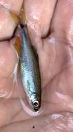 Image of Sailfin Shiner