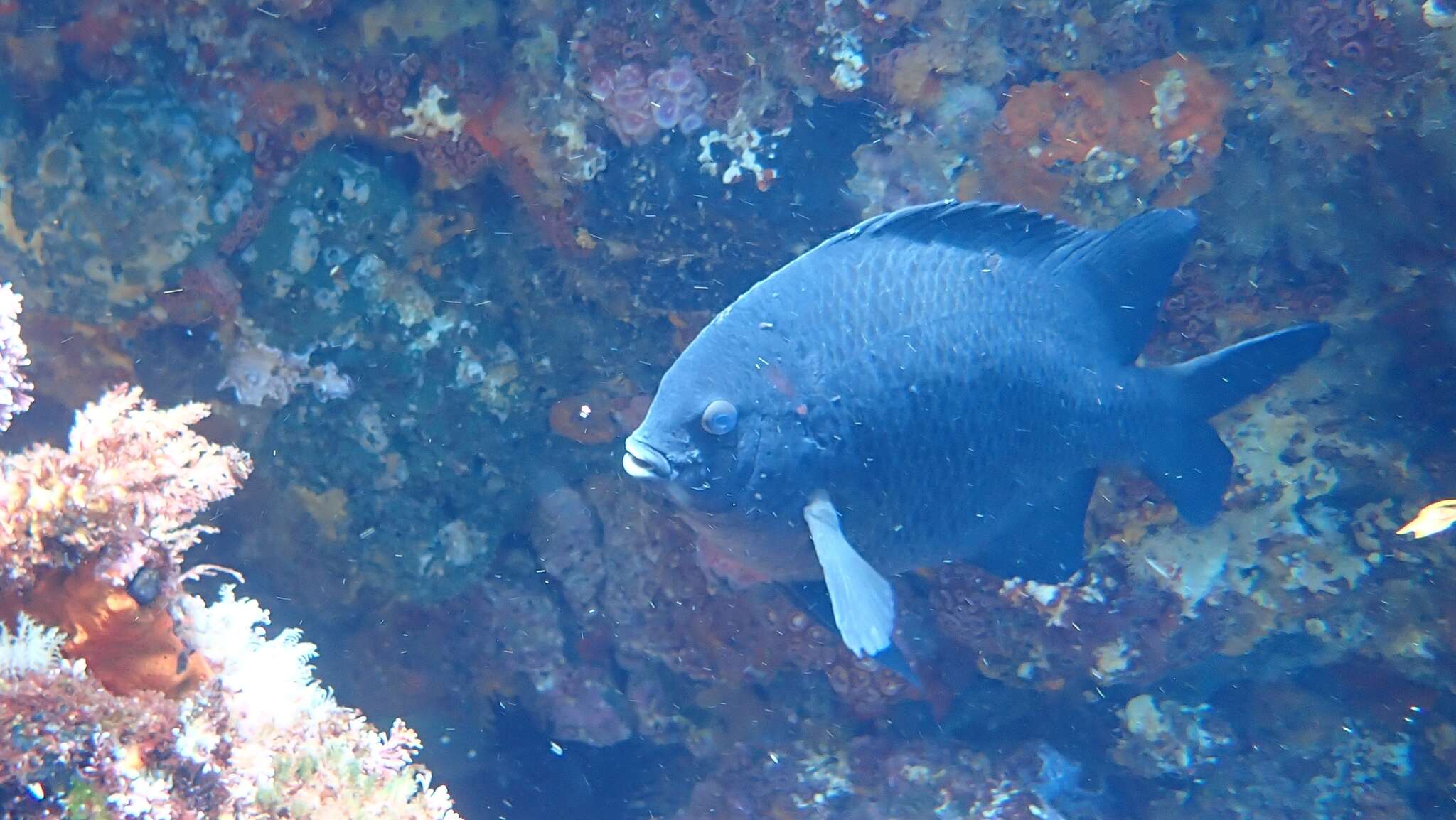 Image of New Zealand black angelfish