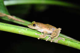 Image of Kurixalus chaseni (Smith 1924)