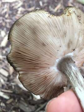 Pluteus atromarginatus (Konrad) Kühner 1935 resmi