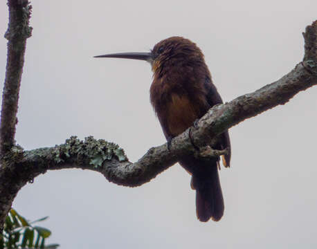 Image of Brown Jacamar