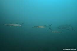 Image of Guinean barracuda