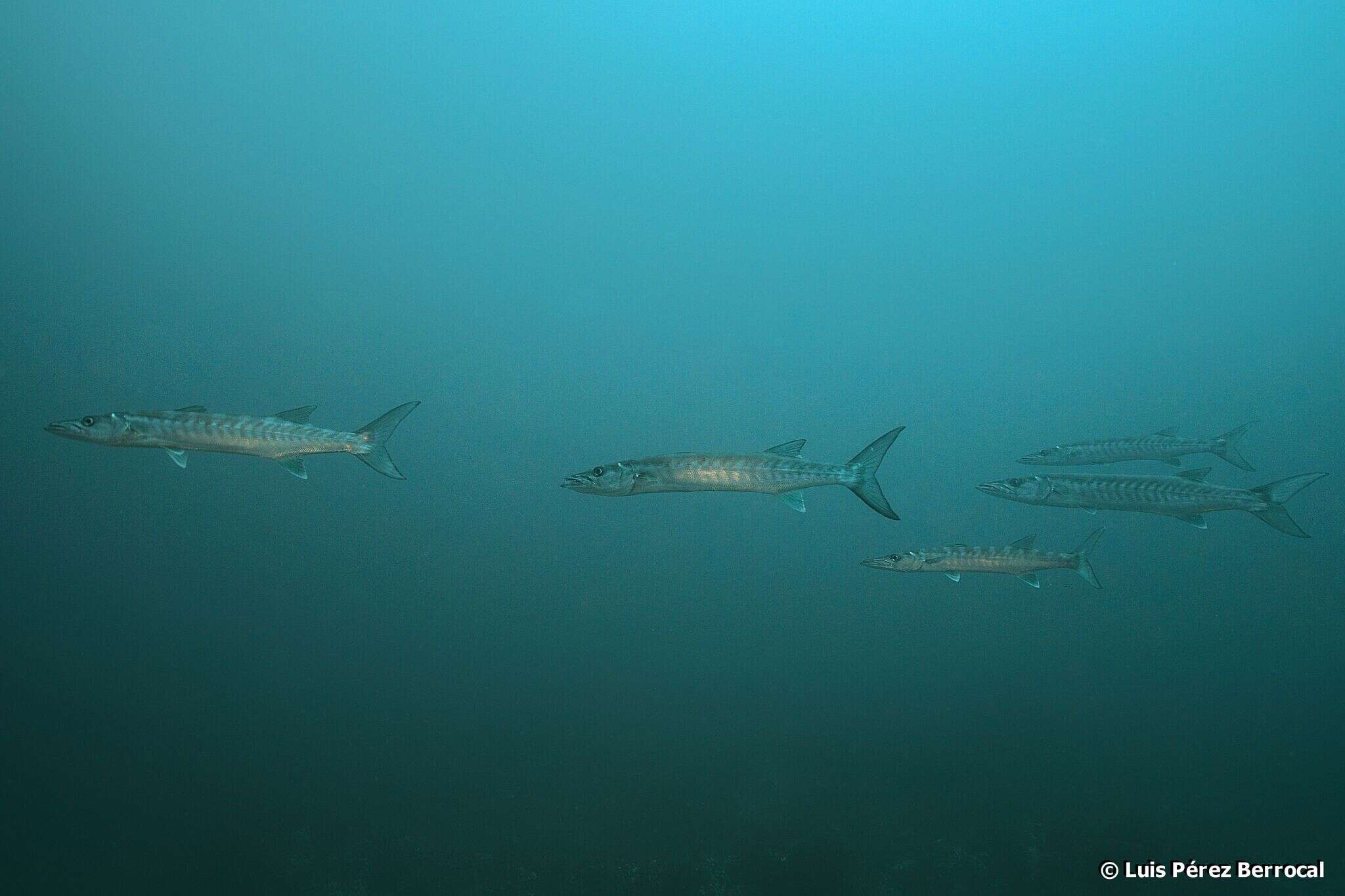 Image of Guinean barracuda